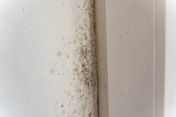 Reliable Larksville, PA Mold Removal Solutions