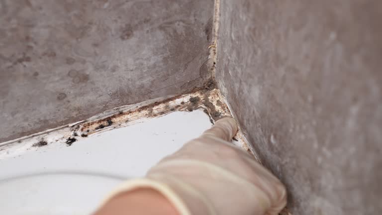 Best Post-Remediation Verification Testing  in Larksville, PA